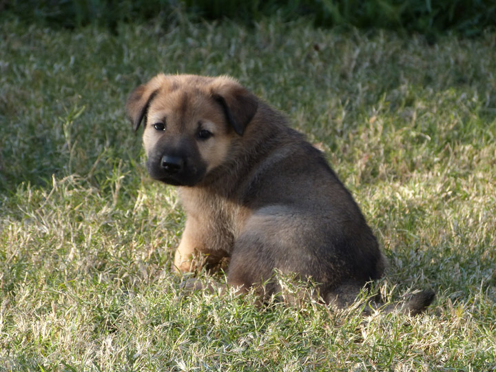 chinook dog